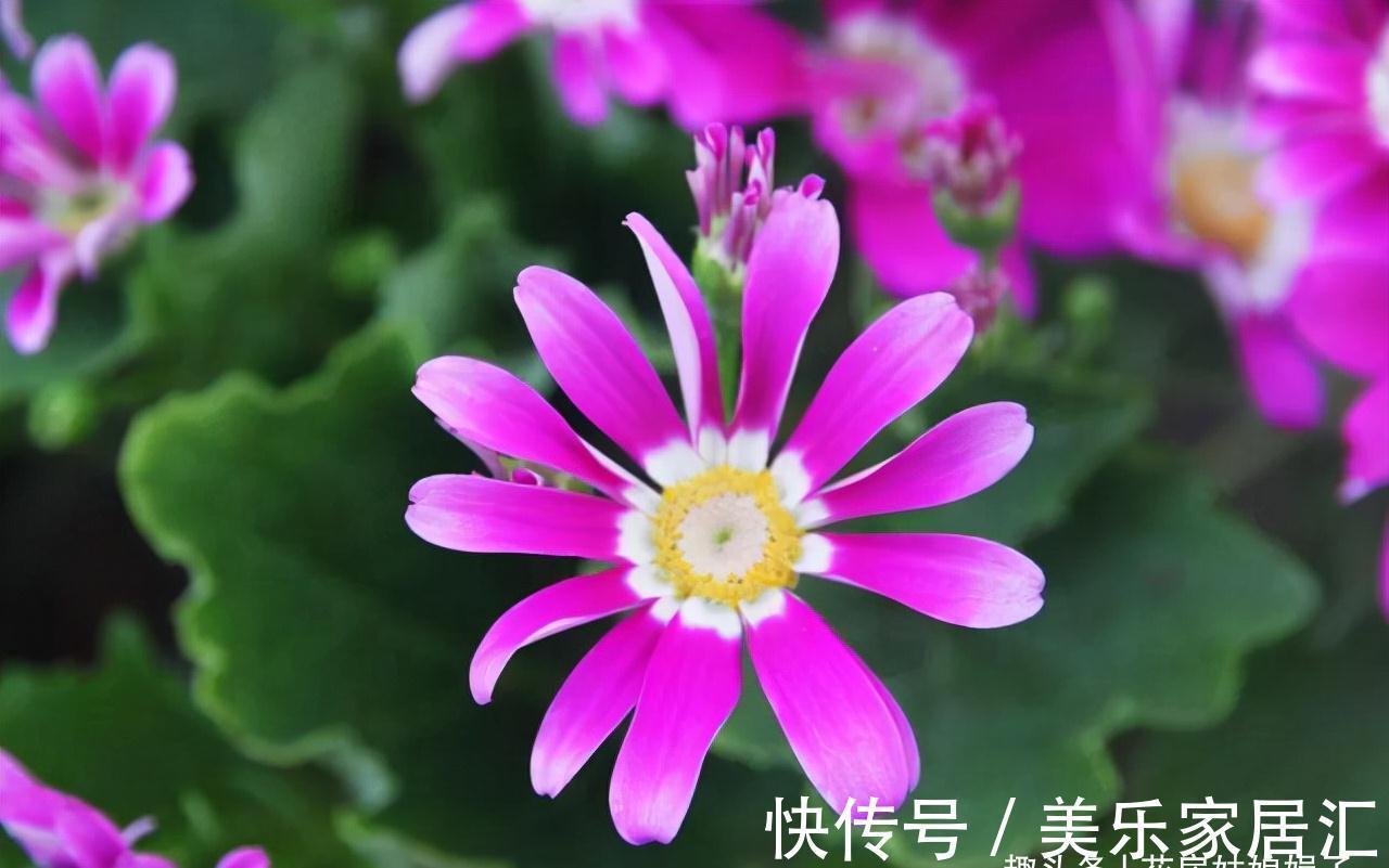 这6种花卉是“一次性的”，虽然不舍，但开完别再浪费时间去养