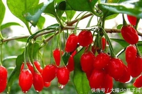 失眠“最怕”的几种食物，睡前吃一点，安神助眠，好梦自然来！