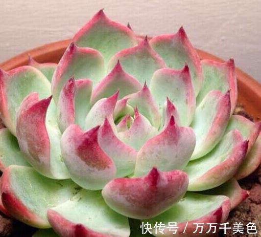 多肉养不好的原因之一，多数的分不清夏型种和冬型种多