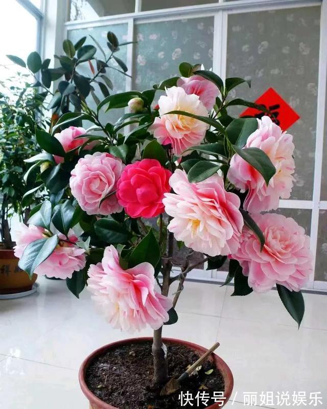 养花别“跟风”,这3种花好看难养活,建议新手绕道