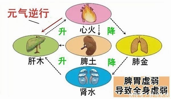 元气|大白话说中医第一百一十八期体寒肝虚要抓主因,先调便秘全身受益!