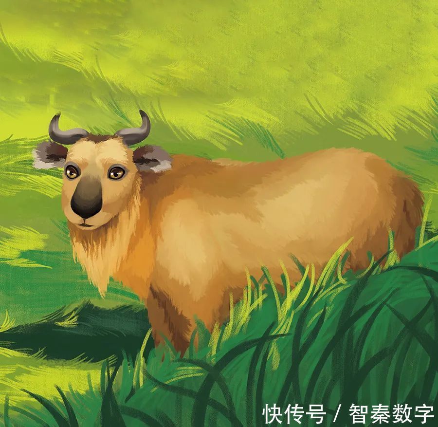 两米高|人与自然和谐共生教育:羚牛(上)