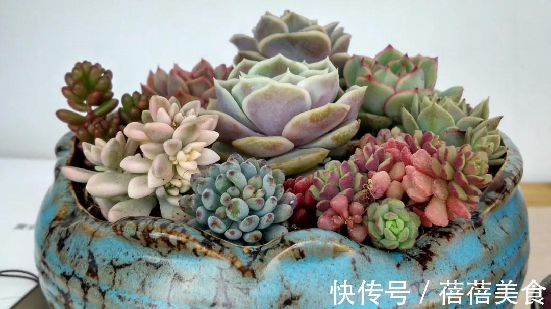 温差越大多肉状态越好,关于这点,你需要了解其中的B面