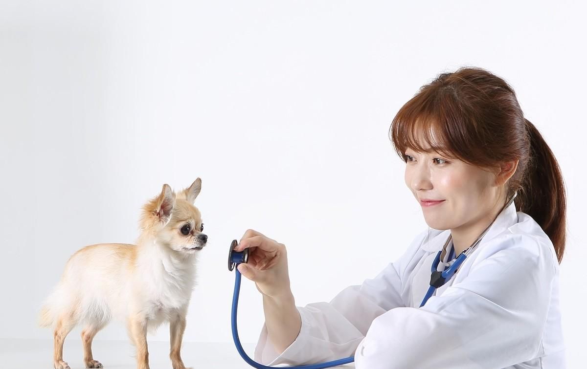 狗狗肚子大呼吸急促