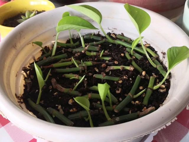 叶子|嫌花长的丑,趁现在砍头,满盆都是新叶子!