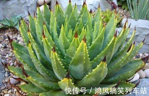 食用|可以食用的9种花草,最好在卧室放一盆,不但好看还好吃