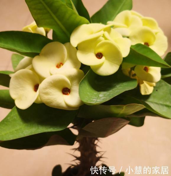 虎刺梅|不喜欢太折腾,就养3种花吧,不管天气如何多变,都能长得旺