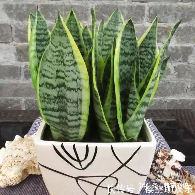 发财树|家里几种特耐旱的植物，整个冬天不用浇水也能存活