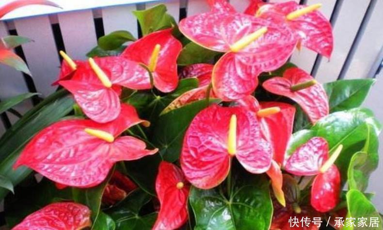 此款花卉,好养易爆盆,开花美长势旺,黄绿交辉,内敛美