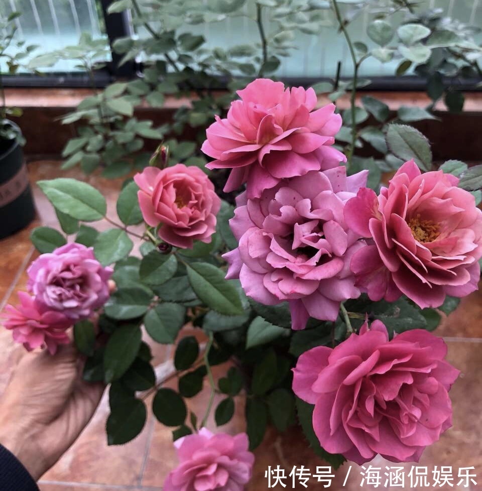 植株|养好月季2个条件必须具备,要不黄叶、病虫害,迟迟不开花
