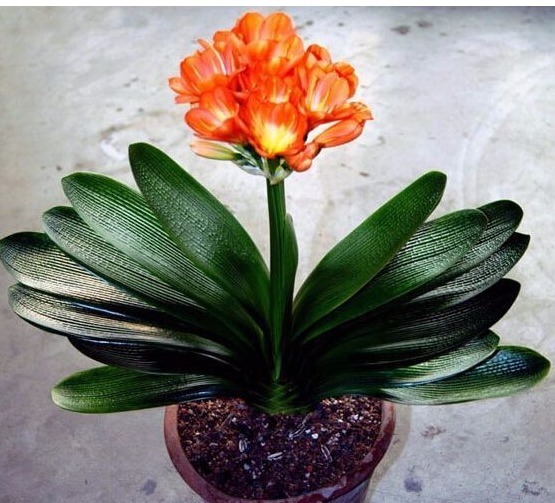 掌握这个小秘诀,解决君子兰不开花难题!大家可以试一下