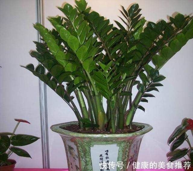 春天金钱树爱黄叶烂根,来点“小技巧”不担心,叶片翠绿有精神!