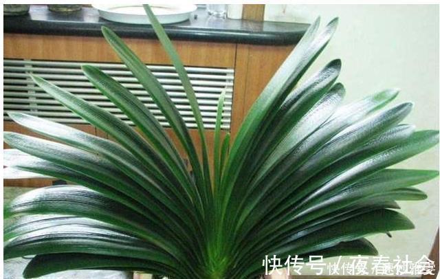 君子兰不开花教你这样浇水，君子兰健壮不烂根，开花爆盆不是梦