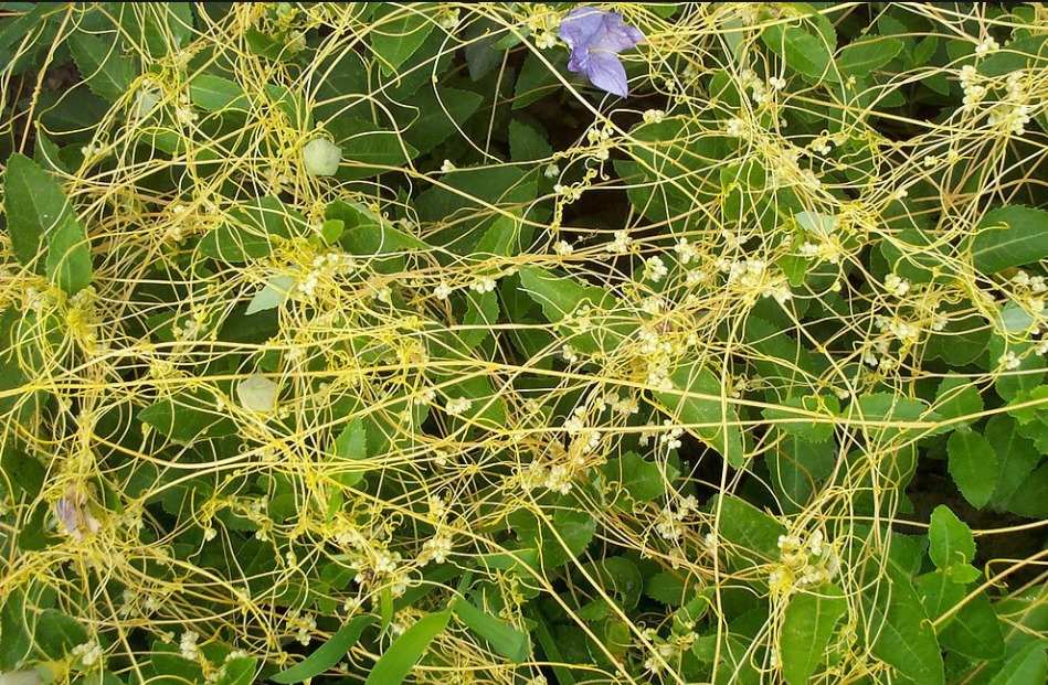 小便|中医泰斗张锡纯106则用药经验总结!满满的干货,值得收藏!