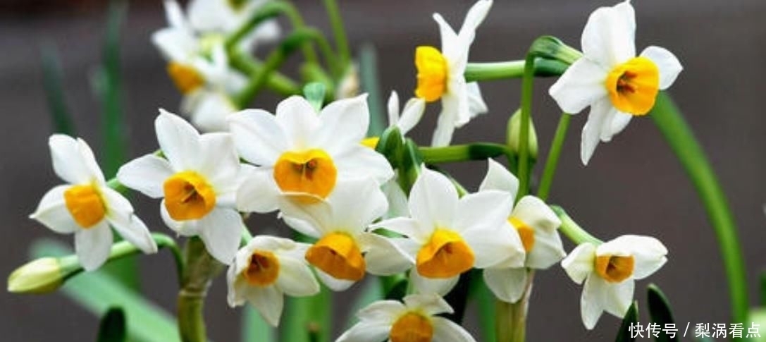 什么花的花语是我爱你