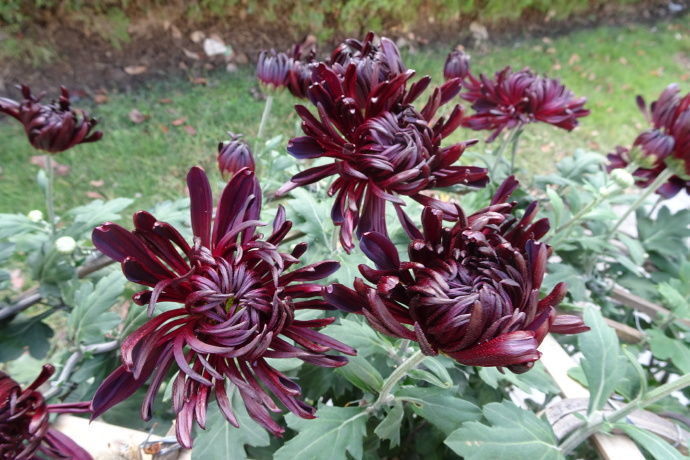 喜欢菊花，不如养盆“菊中之王”墨荷，似墨色莲花，雍容华贵！