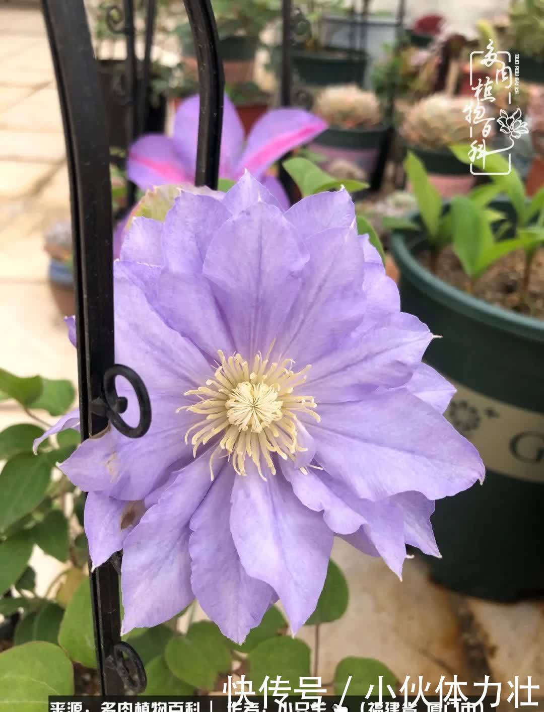 多肉,似星辰大海般的璀璨!