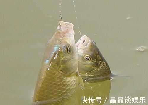 钓位|钓鲫鱼涨水和落水时选择钓点,依据下面2点就行了