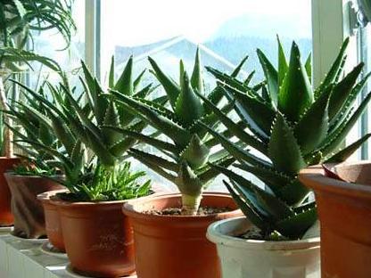 养花高手浇花时,总是在水里加一点“体液”,难怪养一盆旺一盆!