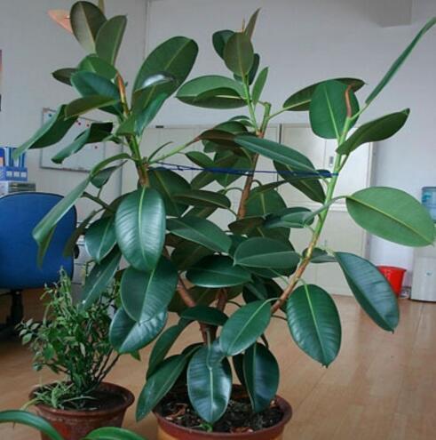 客厅4种树,冬剪枝条插土里,20天冒白根,能多出10盆