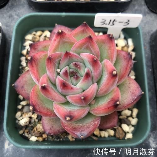 多肉阳台党终于放弃了蒂亚，因为遇见了篝火，颜色火红皮实好养