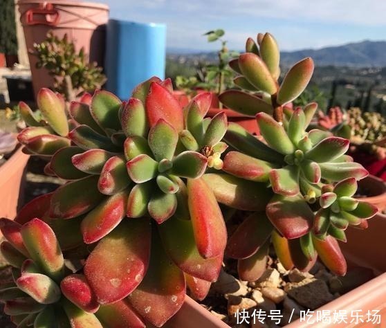肉肉|这个季节的多肉,养来养去,还是要露养才会美起来!