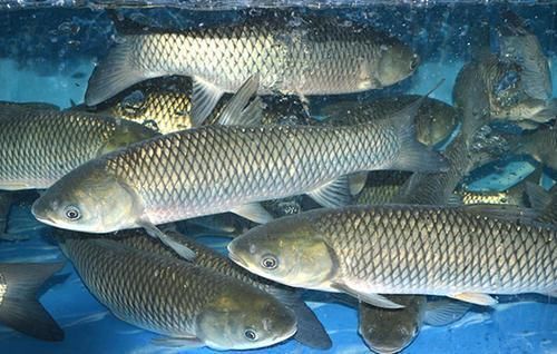 寄生虫|3种“最脏”的鱼,寄生虫超多,很多人不知,还经常买来吃