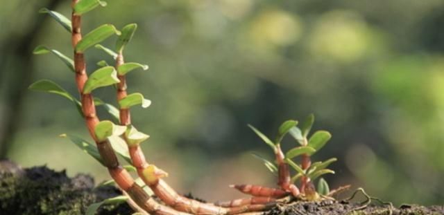 性能|有一味列为国家二级保护的中药，其药性能抗突变和抗肿瘤活性