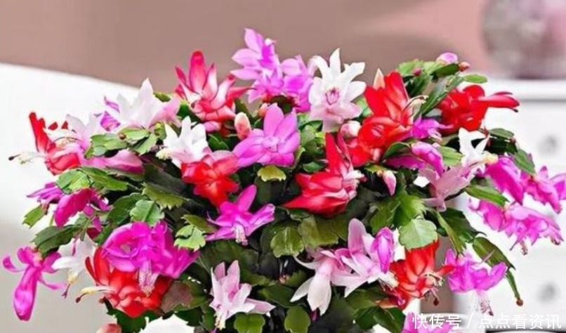 “4种花”埋土里就活，不用管也能花开不断，好养易活开成花海！