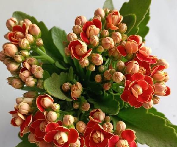 冬天养花选它,花色艳丽花期长,皮实好养颜值高,封闭阳台也能养