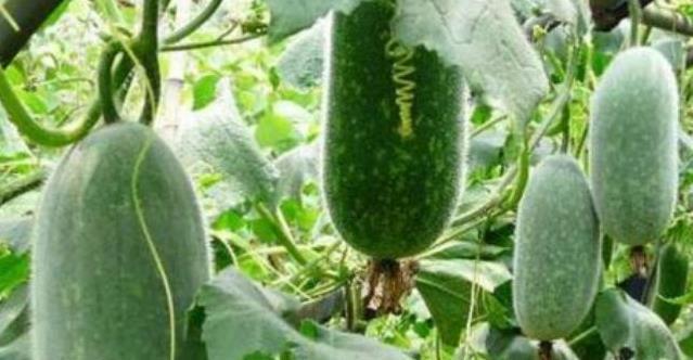 美容养颜|冬瓜好吃却不可乱吃,吃冬瓜有一大禁忌,还很多人不清楚