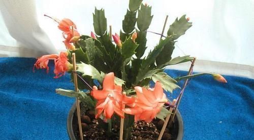 光照|养蟹爪兰做好三点,叶肥根壮,开花爆盆,养不好已成过去