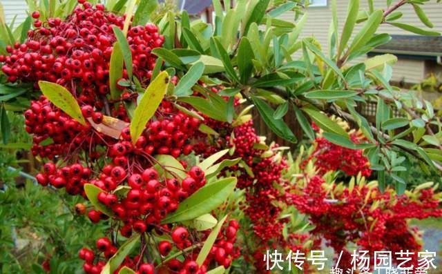 果实|家里种棵“吉祥果”,好看能吃价值多,还能养成精美盆景