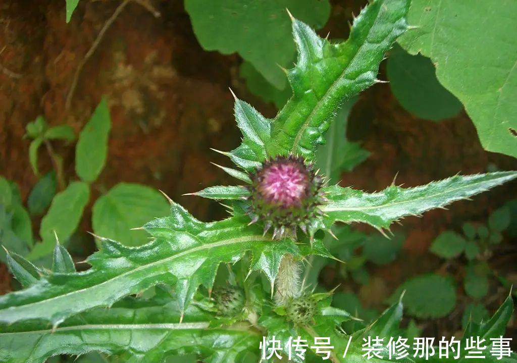 叶子|若长在您家房前屋后,记得采叶子就好,请别挖根,价值真的好珍贵