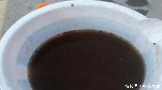 春节前养“君子兰”最关键，2种“肥料”撒盆里，呼呼冒花箭！