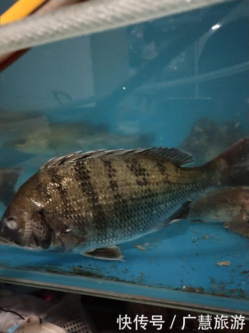 日照美食是海鲜,外地游客来日照建议品尝海鲜,避免被宰有心得