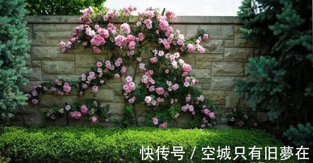 世界上十大最美的花,彼岸花排第二!