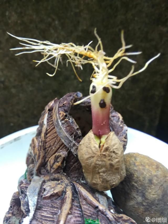 1粒花生丢水里,呼呼长成小森林,这艺术品给钱也不卖