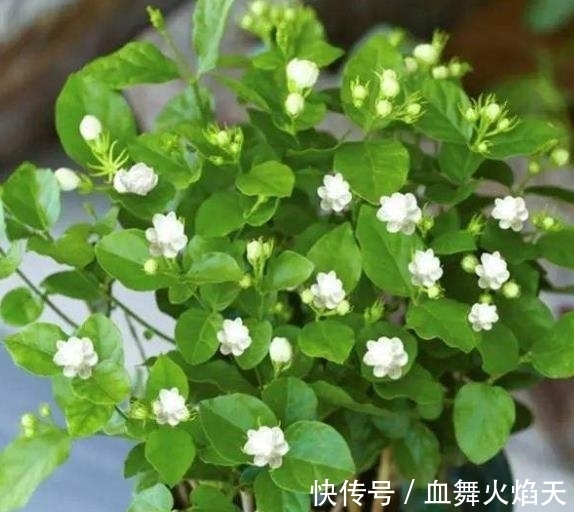 3种在冬天会“假死”的花,别急着丢掉,做好保暖,春天疯长不停