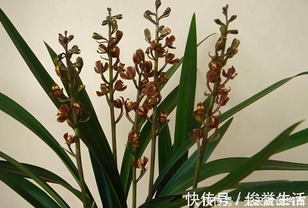 嗖嗖|养兰花“第一步”,做好了,花箭嗖嗖冒,越长越顺利