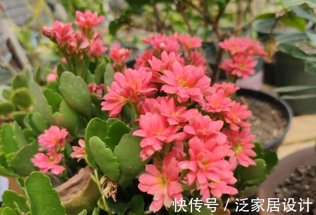 开花性能|养花久的人都知道,这三种花别买老桩,因为越老开花越少