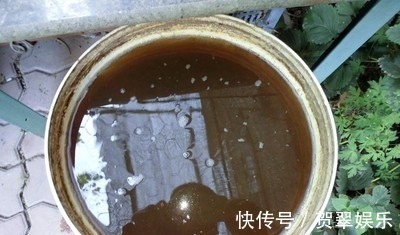 养护|李大爷养“米兰”,浇灌这种水,花苞多、花味香,养10年还在开