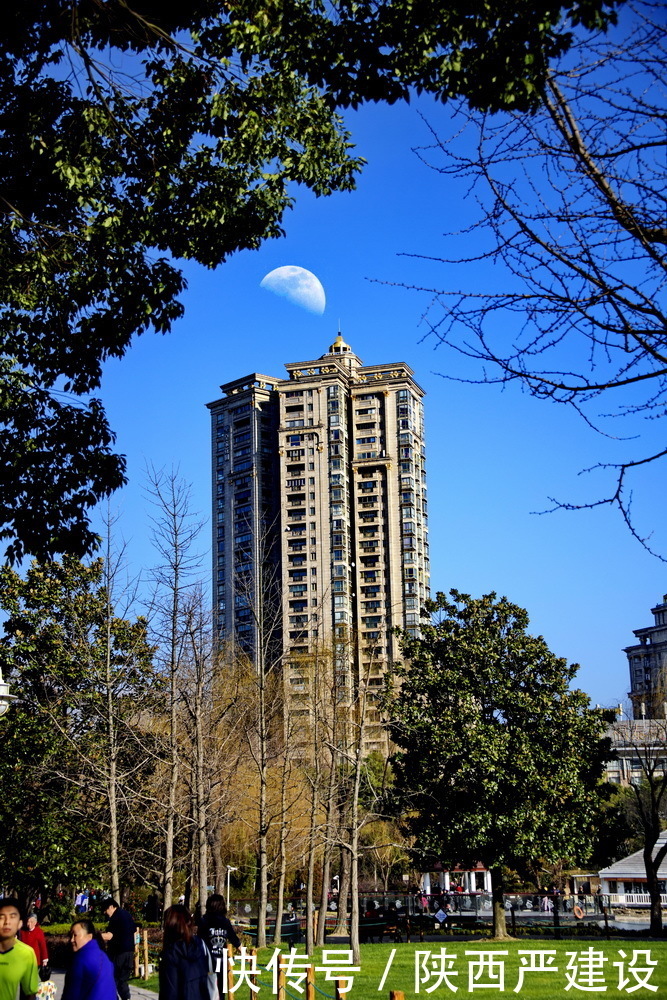 老年|新虹口花园的玉兰花开了【严建设】