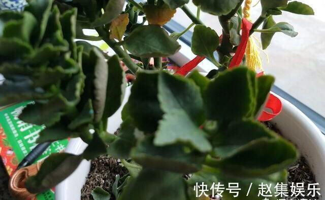 长寿花干瘪瘪改了3个小错误，新芽嗖嗖窜，爆花很简单