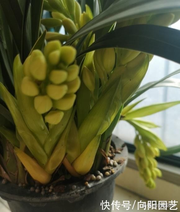 适合北方养的“兰花”,进口洋兰,开花6个月,适合放在客厅