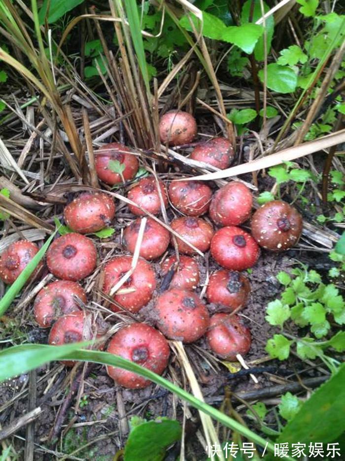 皮肤|懂得保养的都吃它，能通经活络，抗疲劳，令皮肤光泽更细滑