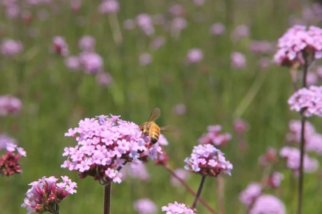 花海 “玉”见最美花海