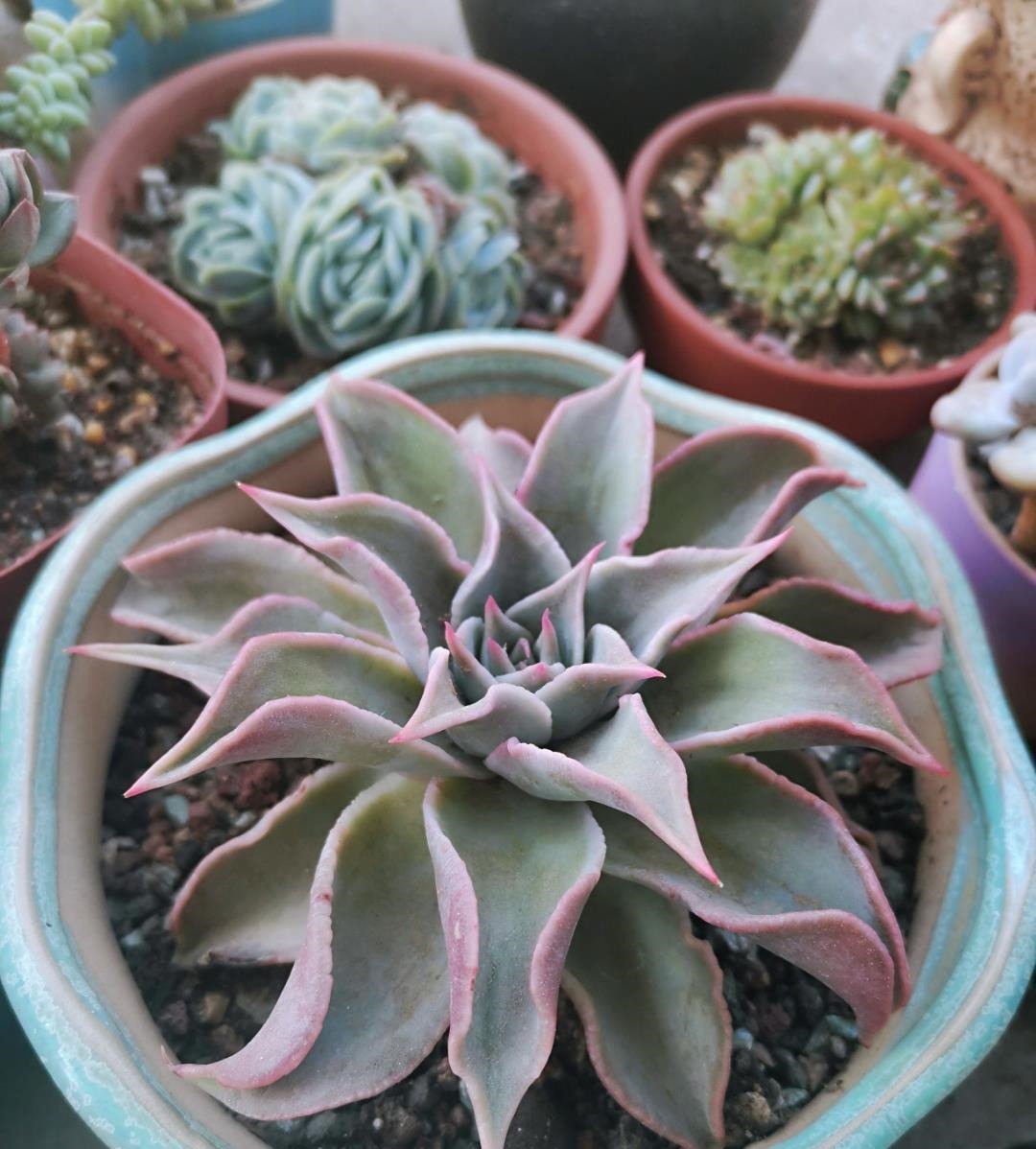 这“三多肉”不怕热,三伏天正常“补水施肥”,咕噜冒崽挤满盆