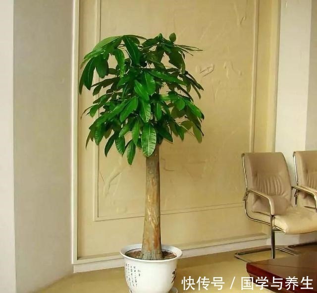 种树|懂花的人，专挑“4种树”养客厅，耐旱好活、富贵生财，寓意好！