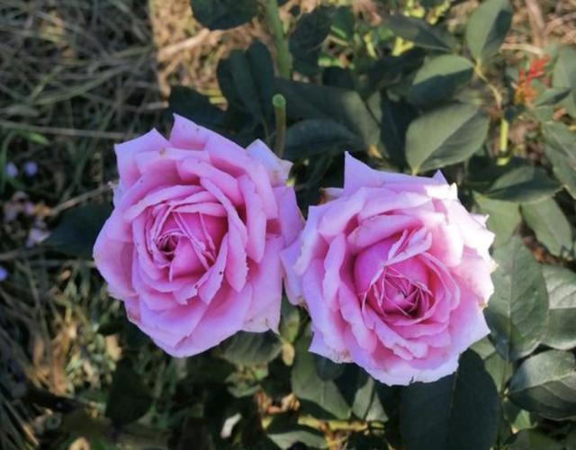 君子兰|养花不想用肥料那就捡“1袋它”,花盆里垫“5个”,花卉不缺肥